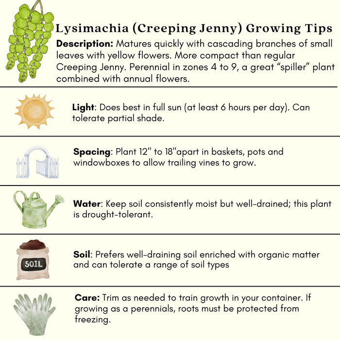 Lysimachia Variegated Lemon | Two Live Plants | Non-GMO | Perennial, Golden Variegated Foliage, Gently Trailing, Low Maintenance