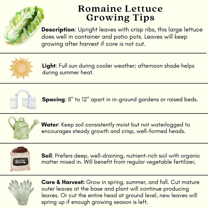 Romaine Lettuce | Two Live Plants | Non-GMO | Crisp, Sweet & Easy to Grow | Fresh Garden Favorite