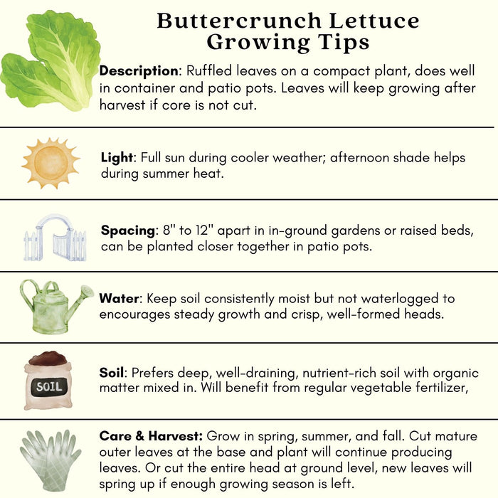 Buttercrunch Lettuce | Two Live Plants | Non-GMO | Heirloom Butterhead Lettuce | Sweet, Tender & Easy to Grow