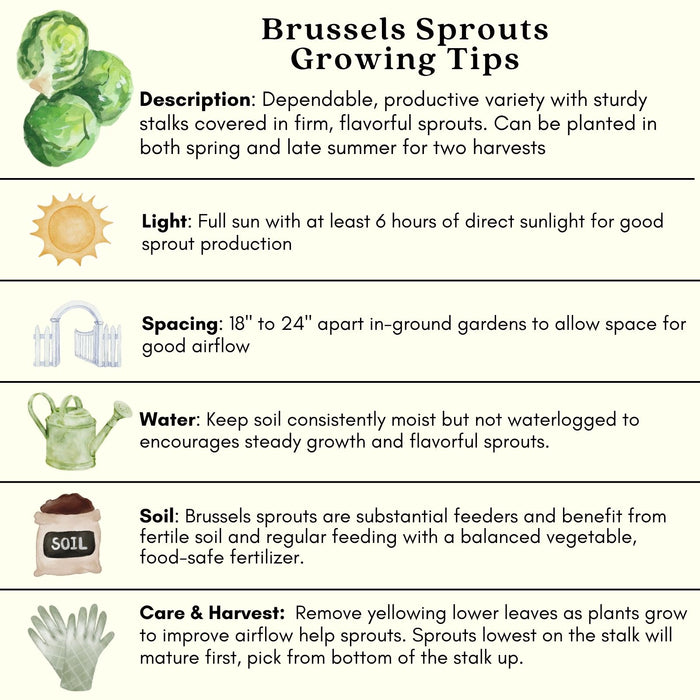 Brussels Sprouts Jade Cross | Two Live Plants | Non-GMO | Sweet, Tender & Cold Hardy | Easy Garden Vegetable