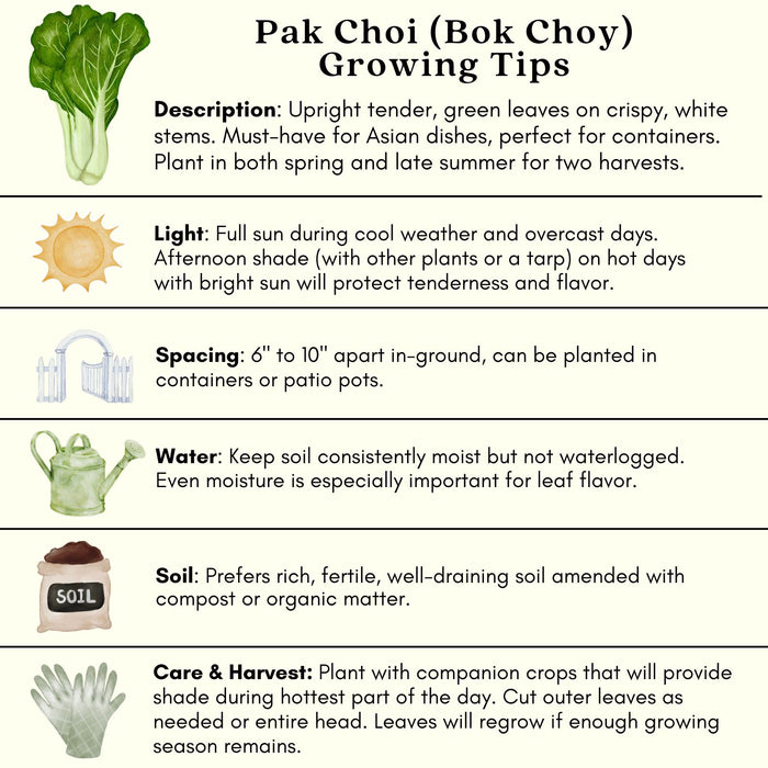 Pak Choi Bopak | Two Live Plants | Non-GMO | Crisp, Tender Asian Green | Fast Growing & Easy to Grow