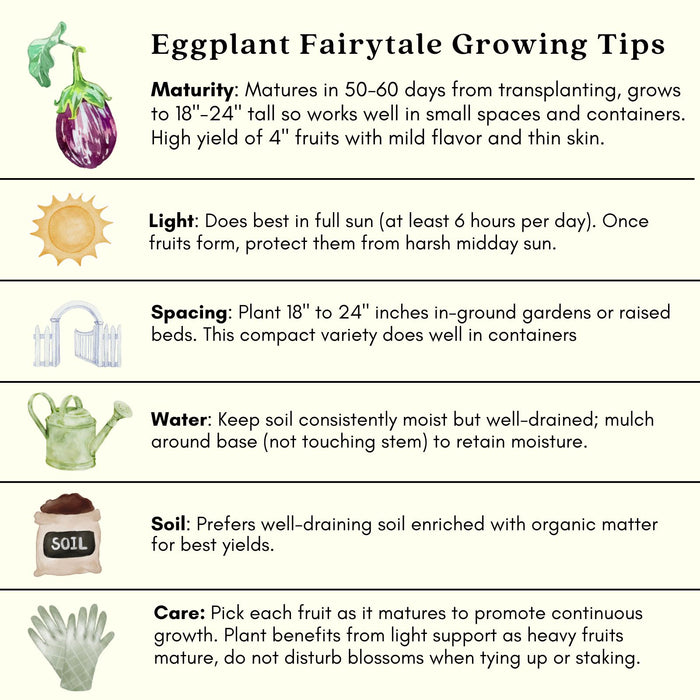 Eggplant Fairytale | Two Live Plants | Non-GMO | Striped Lavender-White Fruit | High-Yield, Compact, Heat Tolerant