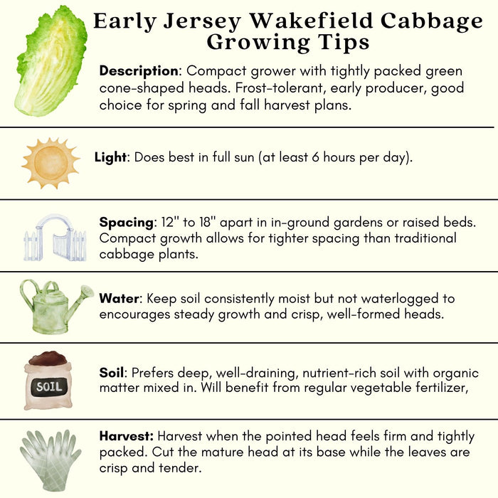 Cabbage Early Jersey Wakefield | Two Live Plants | Non-GMO | Heirloom | Early Harvest, Sweet & Tender