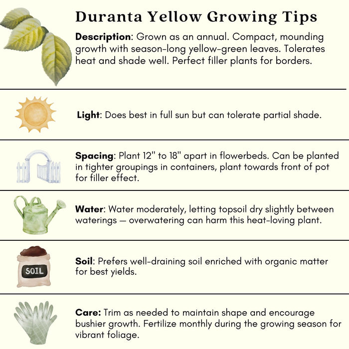 Duranta Yellow Plants | Two Live Plants | Non-GMO | Golden Foliage Accent, Heat Drought Tolerant, Easy to Grow