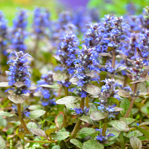 Ajuga Burgundy Glow (Bugleweed) | Two Live Plants | Non-GMO, Shade-Tolerant, Pollinator Favorite