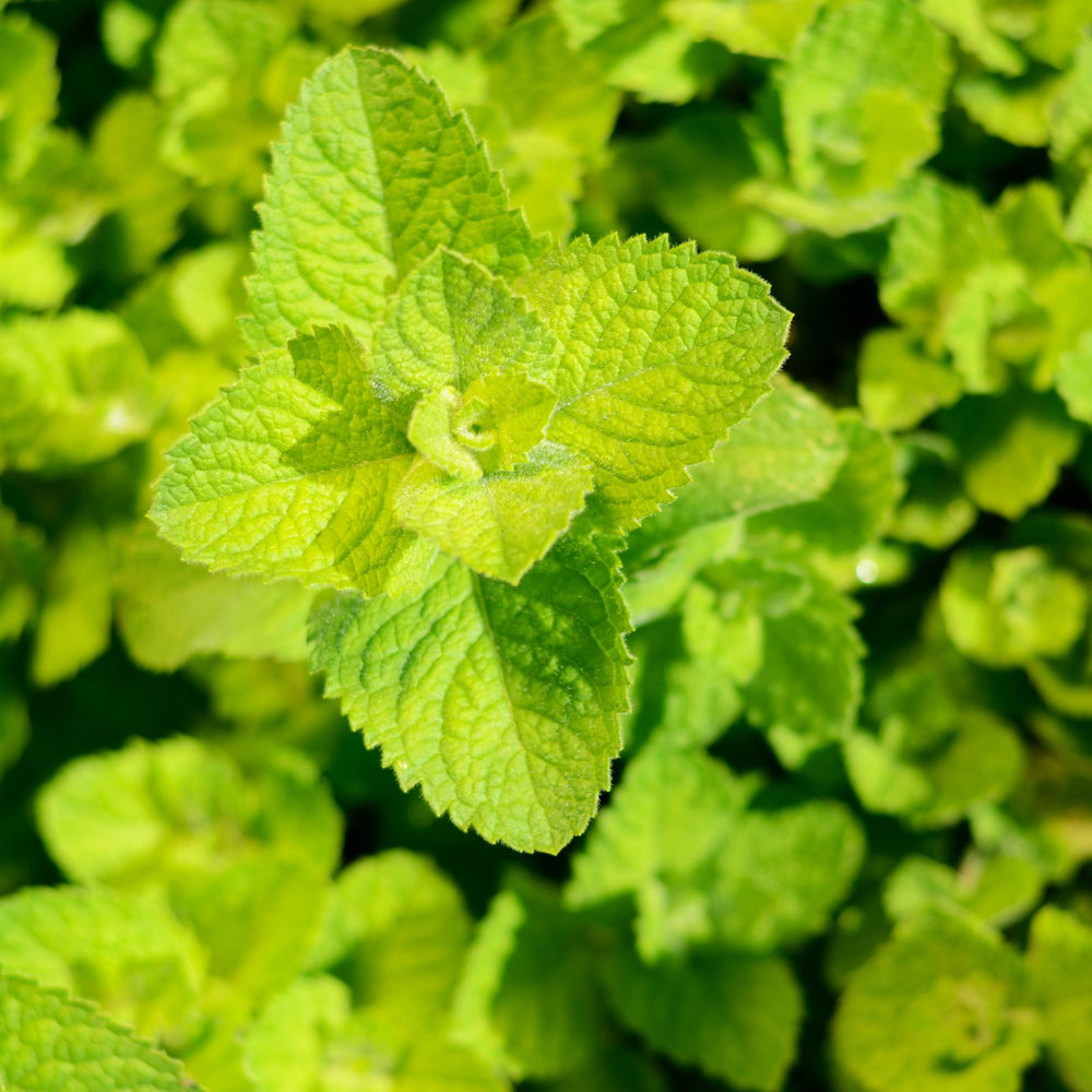 Apple Mint | Two Live Herb Plants | Non-GMO, Hardy, Easy to Grow