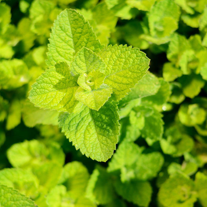 Apple Mint | Two Live Herb Plants | Non-GMO, Hardy, Easy to Grow