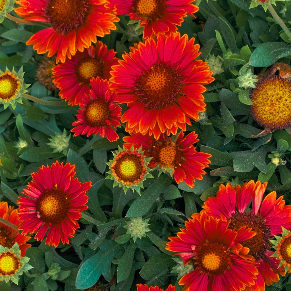 Blanket Flower Arizona Red Shades (Gaillardia) Two Live Plants