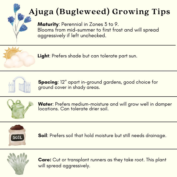 Ajuga Burgundy Glow (Bugleweed) | Two Live Plants | Non-GMO, Shade-Tolerant, Pollinator Favorite