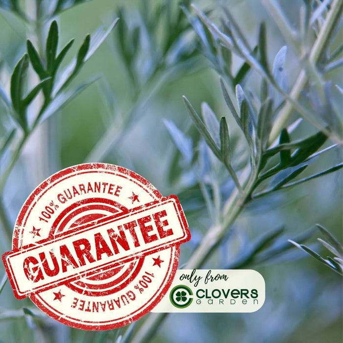 Artemisia Silver Mound | Two Live Perennial Plants | Non-GMO, Perfect Edging Plant, Tolerates Drought