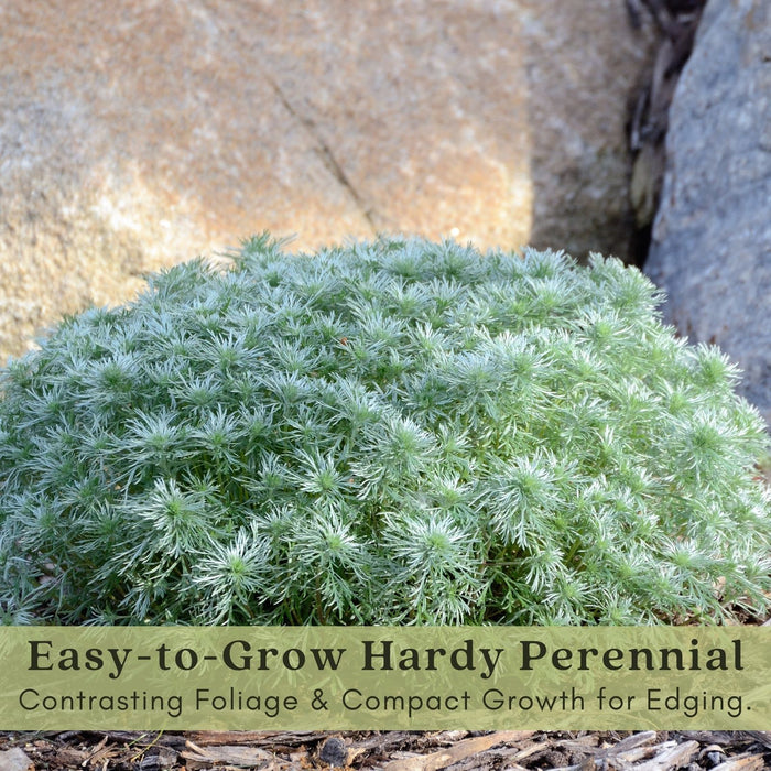 Artemisia Silver Mound | Two Live Perennial Plants | Non-GMO, Perfect Edging Plant, Tolerates Drought