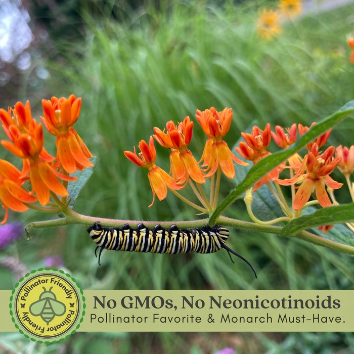 Butterfly Milkweed (Asclepias Tuberosa) | Two Live Perennial Plants | Non-GMO, Monarch Favorite, Super Hardy