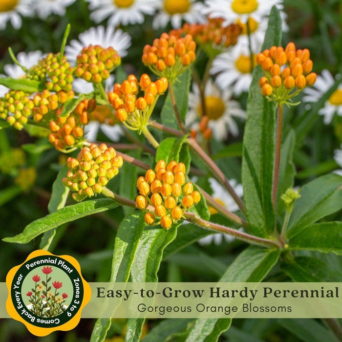 Butterfly Milkweed (Asclepias Tuberosa) | Two Live Perennial Plants | Non-GMO, Monarch Favorite, Super Hardy