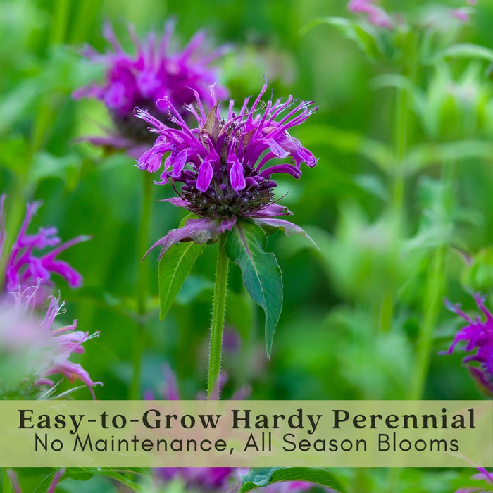 Bee Balm "Balmy Purple" (Monarda) | Two Live Plants | Non-GMO, Hardy Flowering Perennial, Pollinator Favorite