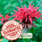 Bee Balm Balmy Rose (Monarda) | Two Live Plants | Non-GMO, Hardy Flowering Perennial