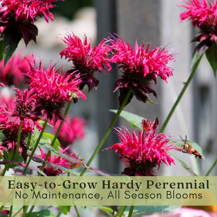 Bee Balm Balmy Rose (Monarda) | Two Live Plants | Non-GMO, Hardy Flowering Perennial