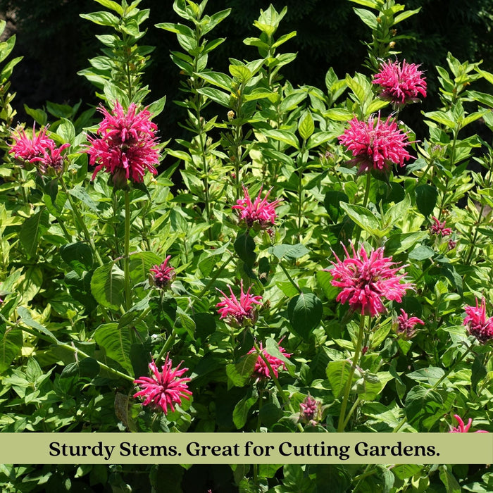 Bee Balm Balmy Rose (Monarda) | Two Live Plants | Non-GMO, Hardy Flowering Perennial