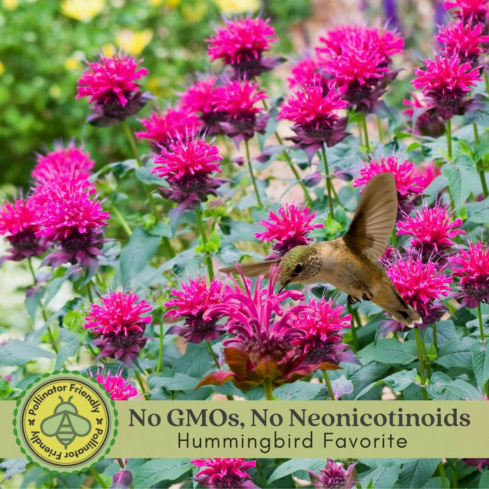 Bee Balm Balmy Rose (Monarda) | Two Live Plants | Non-GMO, Hardy Flowering Perennial