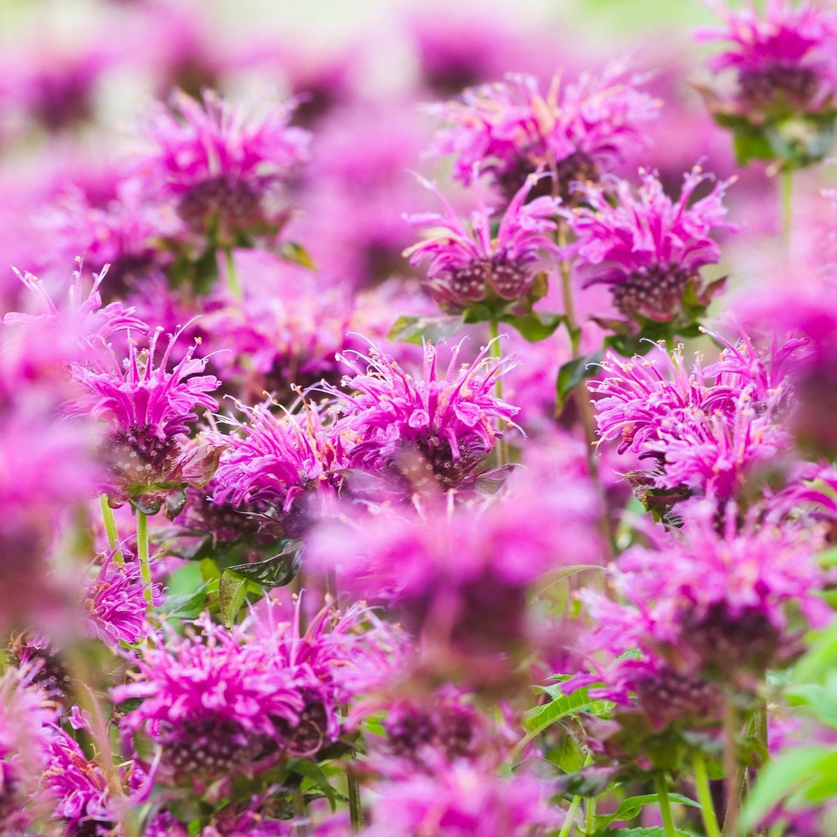 Bee Balm 