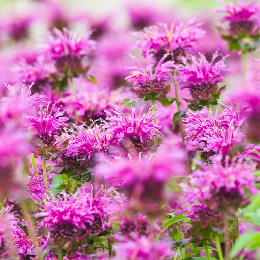 Bee Balm "Balmy Lilac" (Monarda) | Two Live Plants | Non-GMO, Hardy Flowering Perennial, Pollinator Favorite