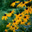 Black Eyed Susan (Rudbeckia) golden blooms
