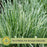 Blue Fescue (Festuca Elijah Blue) | Two Live Perennial Plants | Non-GMO, Low Growth Ornamental Grass