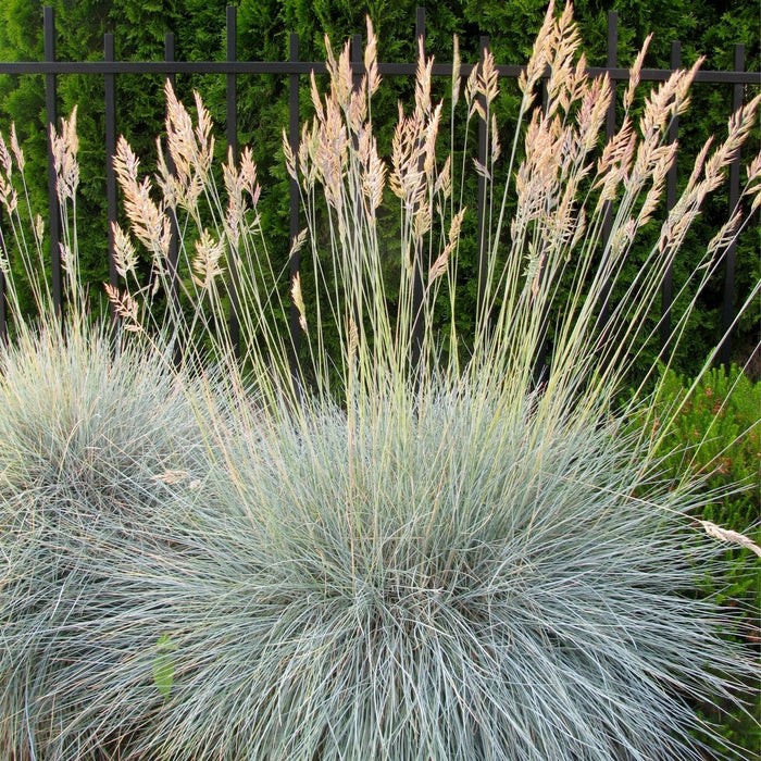 Blue Fescue (Festuca Elijah Blue) | Two Live Perennial Plants | Non-GMO, Low Growth Ornamental Grass