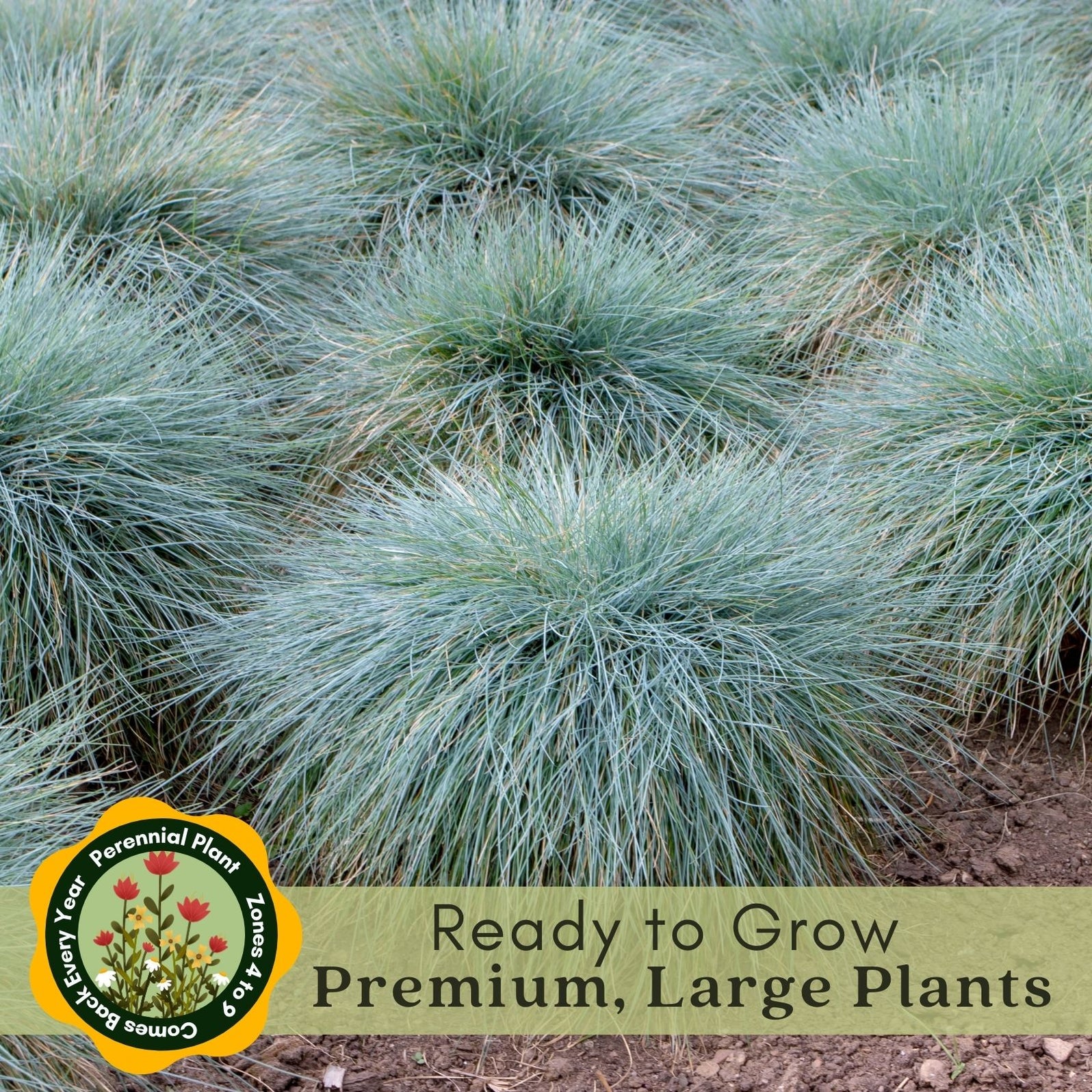 Blue Fescue (Festuca Elijah Blue) | Two Live Perennial Plants | Non-GM