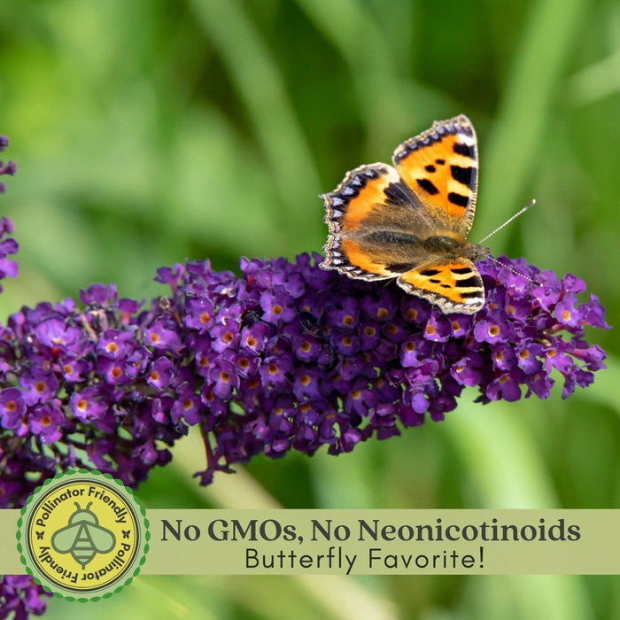 Buddleia Nanho Blue (Butterfly Bush) | Two Live Plants | Non-GMO, Large Flowering Shrub, Cottage Garden Must-Have, Pollinator Favorite