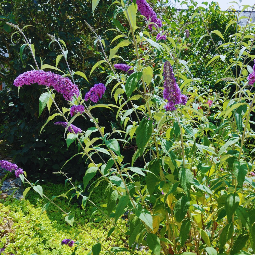 Buddleia Nanho Blue (Butterfly Bush) | Two Live Plants | Non-GMO, Large Flowering Shrub, Cottage Garden Must-Have, Pollinator Favorite