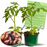 Cherokee Purple tomato live plants in 4-inch pots