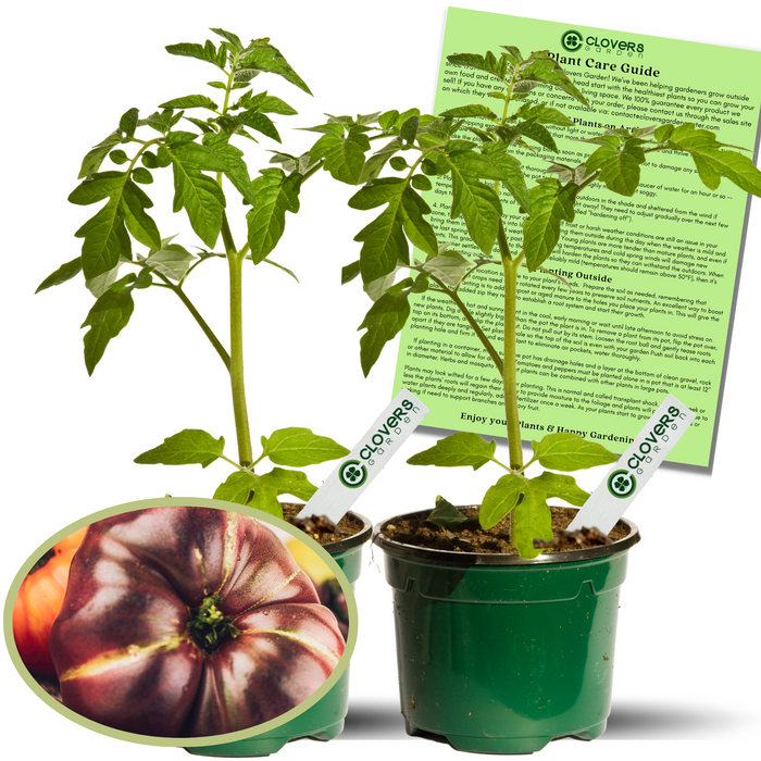 Cherokee Purple tomato live plants in 4-inch pots