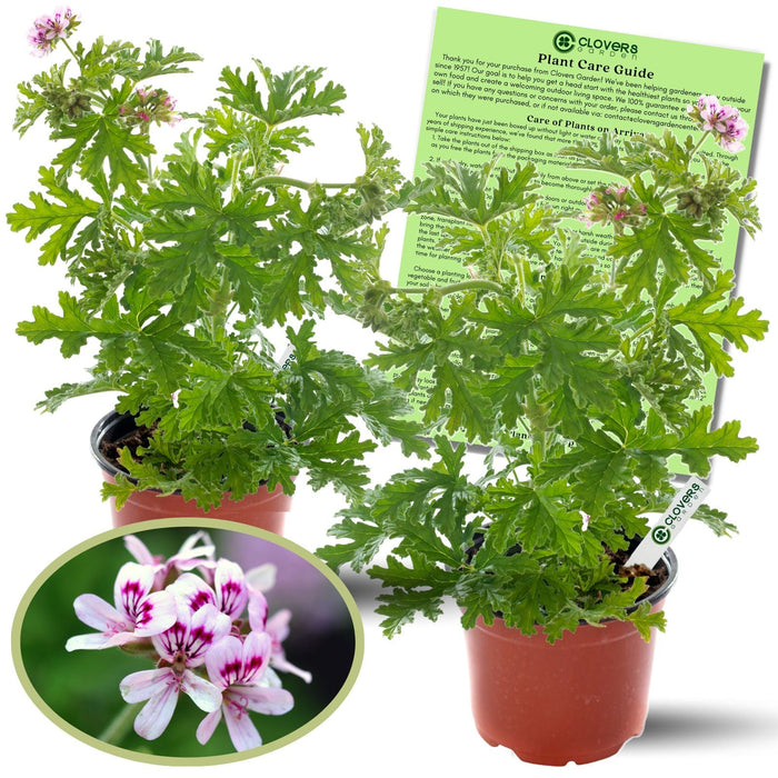 Citronella Geranium plants in 4-inch pots with Clovers Garden care guide
