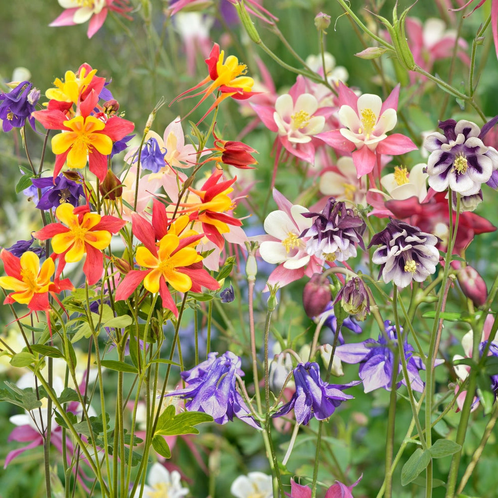 Columbine Earlybird Mix (Aquilegia) | Two Live Plants | Non-GMO, Hardy Flowering Perennial