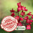 Coral Bells (Heuchera) | Two Live Perennial Plants | Non-GMO, Compact Plant Tolerates Sun and Shade, Pollinator Favorite