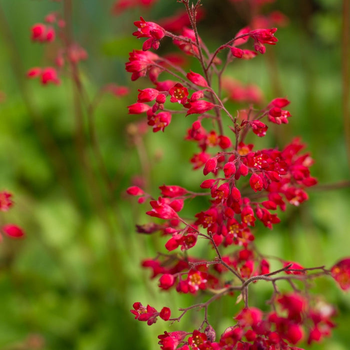 Coral Bells (Heuchera) | Two Live Perennial Plants | Non-GMO, Compact Plant Tolerates Sun and Shade, Pollinator Favorite