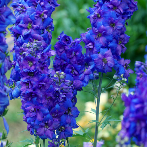 Delphinium Black Knight (Larkspur) | Two Live Perennial Plants | Non-GMO, Large Flower Spikes that Bloom All Summer