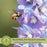Delphinium Magic Fountains (Larkspur) | Two Live Perennial Plants | Non-GMO, Large Flower Spikes