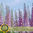 Delphinium Magic Fountains (Larkspur) | Two Live Perennial Plants | Non-GMO, Large Flower Spikes