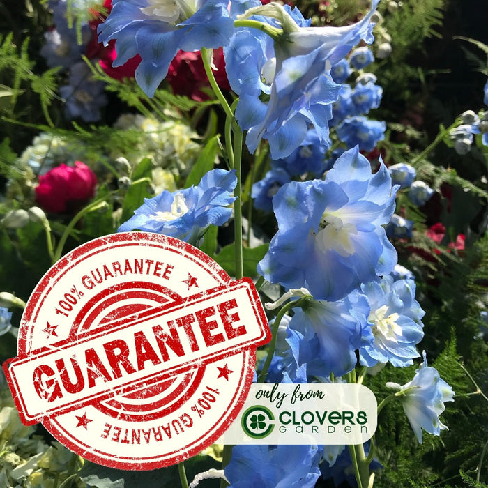 Delphinium Summer Blues (Larkspur) | Two Live Perennial Plants | Non-GMO, Dwarf Variety