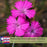 Dianthus Firewitch (Pinks) | Two Live Perennial Plants | Non-GMO, Low-Growth, Pink Flowers, Classic Cottage Garden Flower