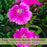 Dianthus Firewitch (Pinks) | Two Live Perennial Plants | Non-GMO, Low-Growth, Pink Flowers, Classic Cottage Garden Flower