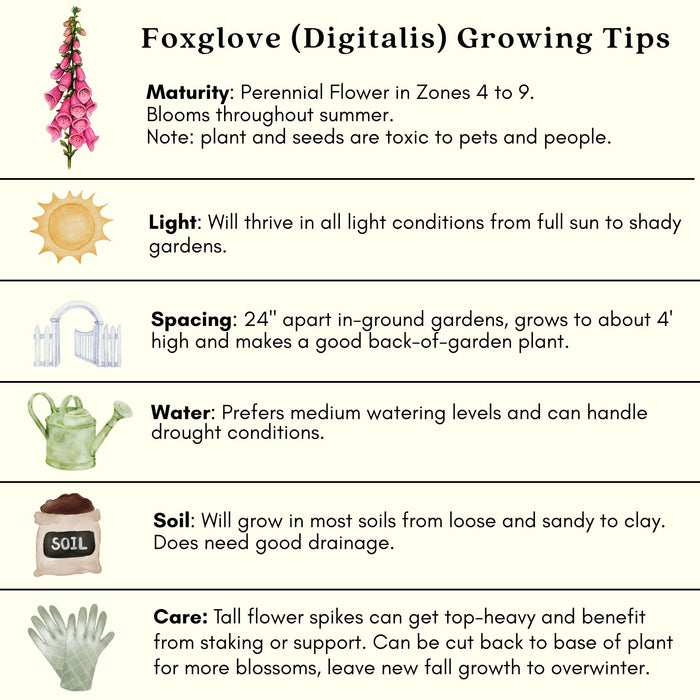 Foxglove (Digitalis purpurea) Camelot Mix | Two Live Perennial Plants | Non-GMO, 4’ Tall Flowering Spikes, Hummingbird Favorite