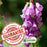 Foxglove (Digitalis purpurea) Camelot Mix | Two Live Perennial Plants | Non-GMO, 4’ Tall Flowering Spikes, Hummingbird Favorite