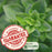 Spicy Globe Basil | Two Live Herb Plants | Non-GMO, Bushy Growth, Greek-Style Basil