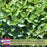 Spicy Globe Basil | Two Live Herb Plants | Non-GMO, Bushy Growth, Greek-Style Basil
