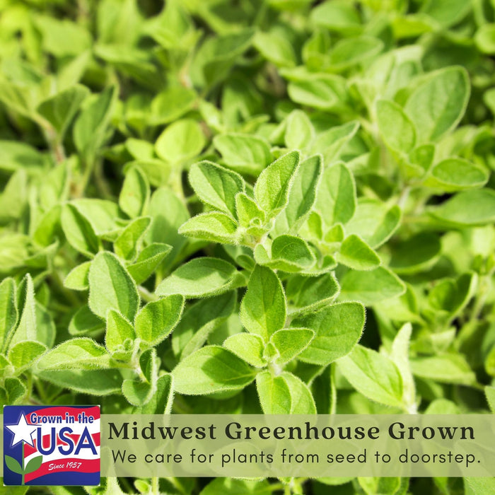 Greek Oregano | Two Live Herb Plants | Non-GMO, Aromatic, Container-Friendly