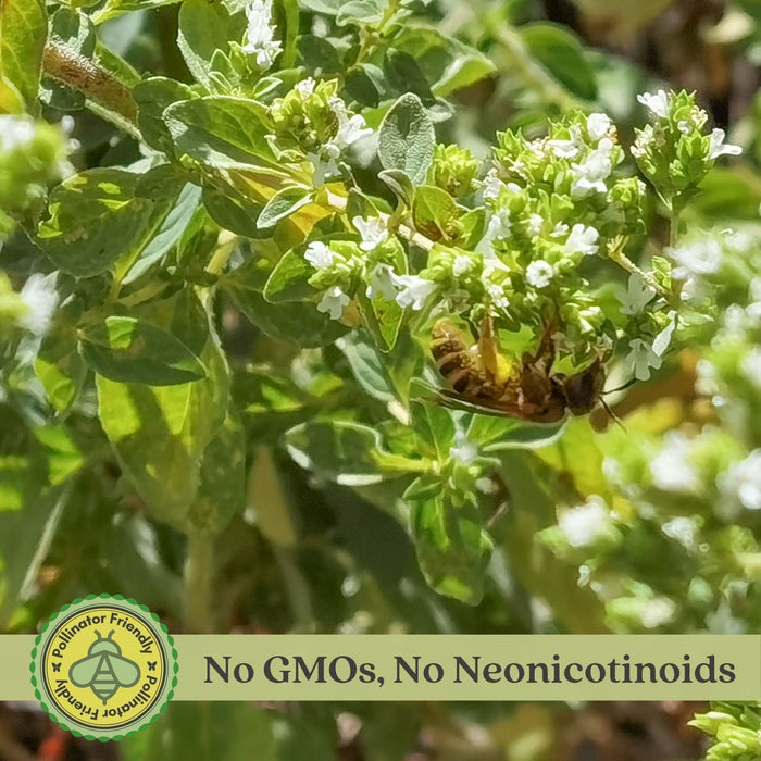 Greek Oregano | Two Live Herb Plants | Non-GMO, Aromatic, Container-Friendly