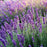 Hidcote Blue English Lavender in bloom