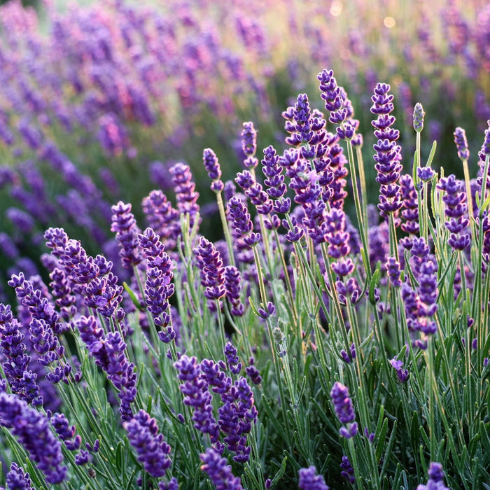 Hidcote Blue English Lavender in bloom